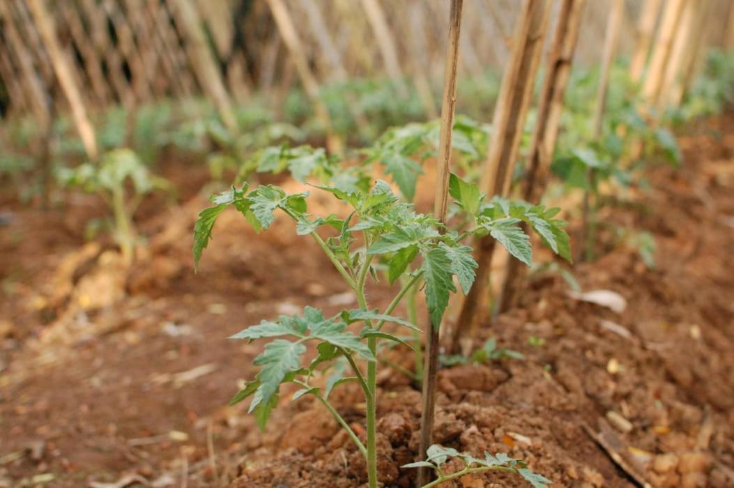 Chacara Das Lendas E Cancoes Passa Quatro Zewnętrze zdjęcie